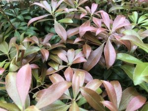 Pieris japonica 'Select'-0