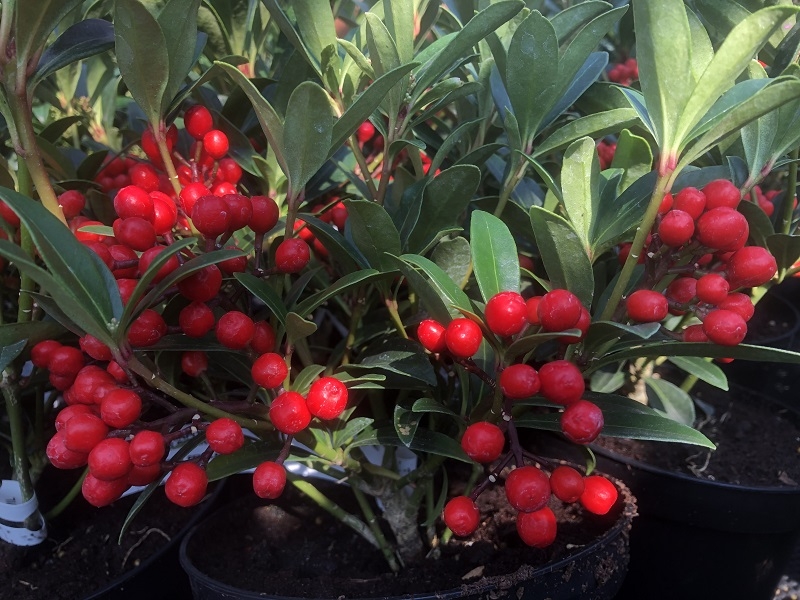 Skimmia japonica 'Winnie's Dwarf'-0