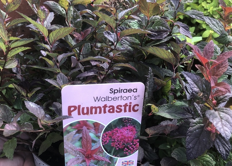 Spiraea japonica 'Plumtastic'-18863