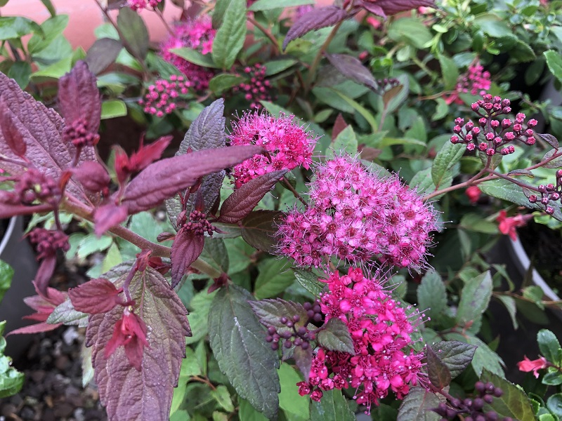 Spiraea japonica 'Plumtastic'-0