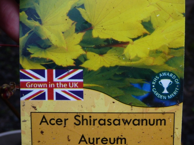 Acer shirasawanum 'Aurerum'-0