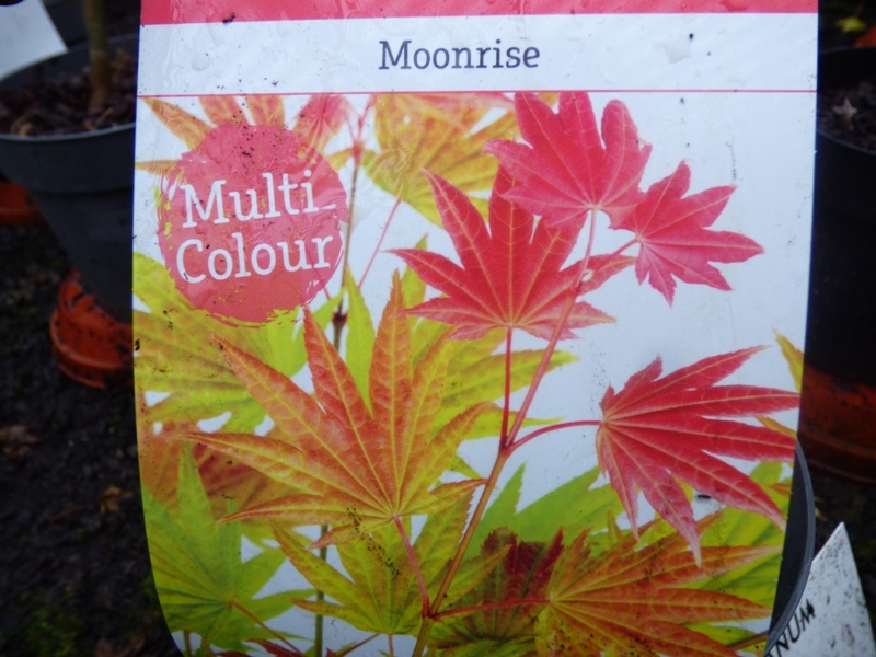 Acer shirasawanum 'Moonrise'-0
