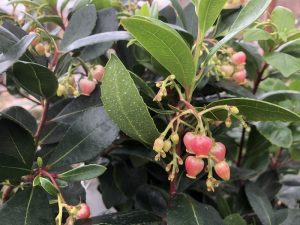 Arbutus unedo 'Roselily'-0