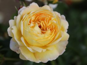 Rosa floribunda 'Belle de Jour' (Deljauper) -0