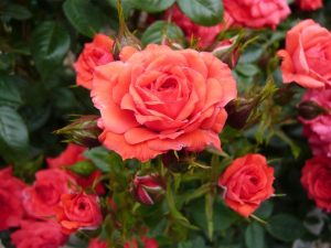 Rosa 'Birthday Wishes'(Patio Standard)-0