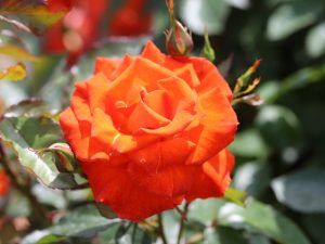 Rosa floribunda 'Burning Desire' (Frysizzle)-0