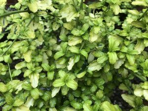 Ceanothus griseus 'Diamond Heights'-0
