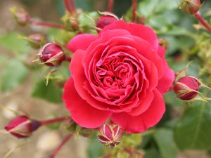 Rosa floribunda 'Cherry Girl' (Korkosieb)-0