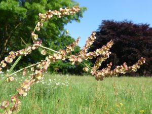 Rumex acetosa Common Sorrel-0