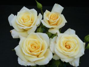 Rosa floribunda 'Diamond Days Forever' (Fryjess)-0