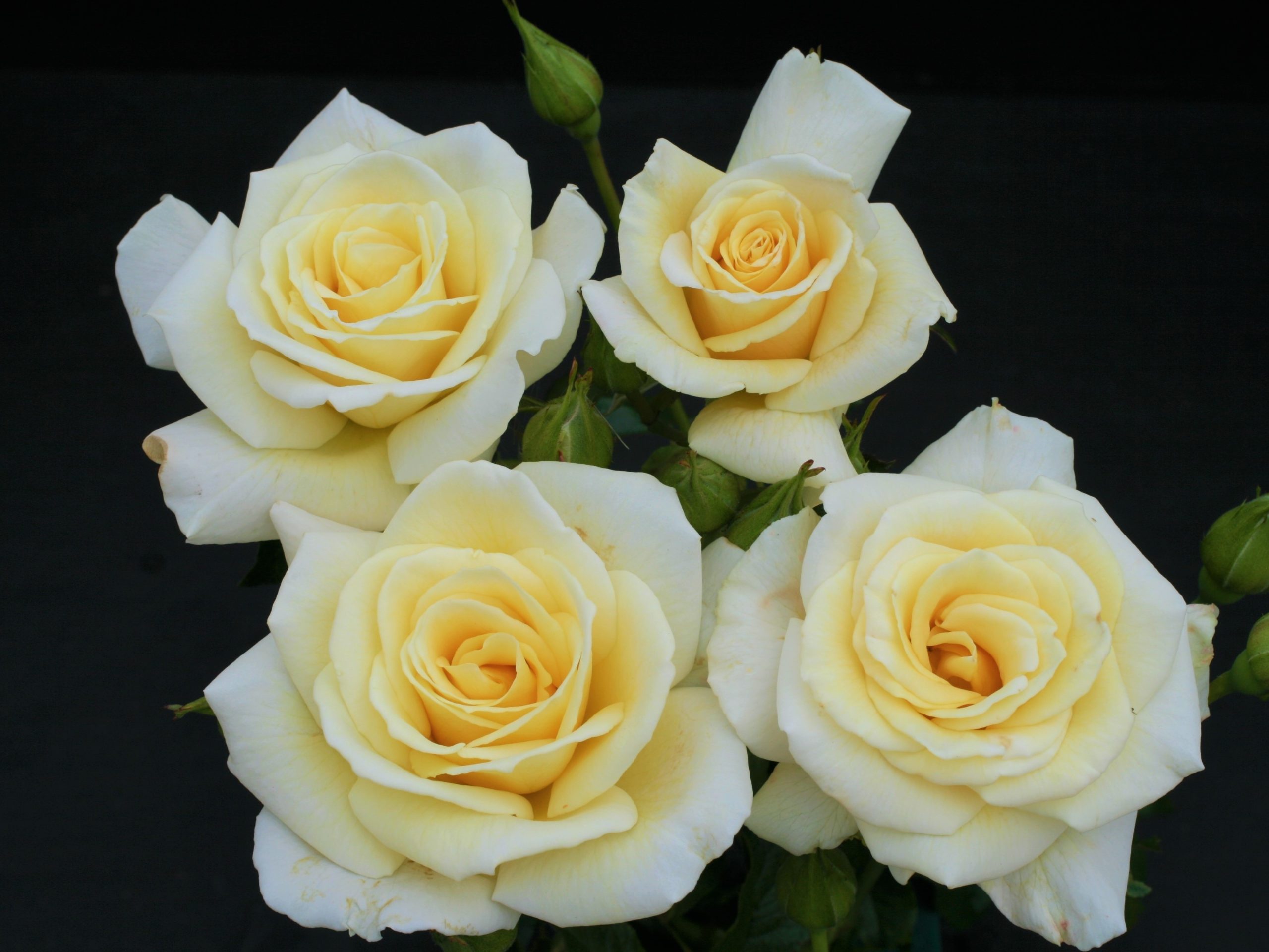 Rosa floribunda 'Diamond Days Forever' (Fryjess)-0
