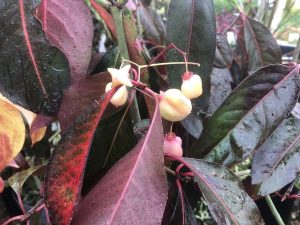 Euonymus grandiflorus 'Ruby Wine'-0