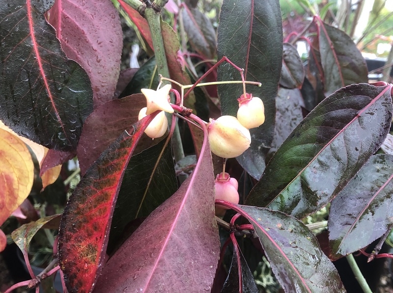Euonymus grandiflorus 'Ruby Wine'-0