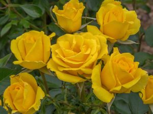 Rosa floribunda 'Grandma's Rose' (Meiancyid)-0