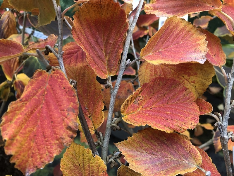 Hamamelis x intermedia 'Hiltingbury'-19249