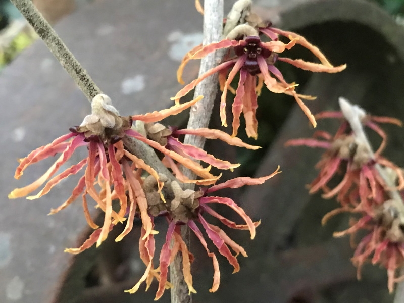 Hamamelis x intermedia 'Hiltingbury'-0