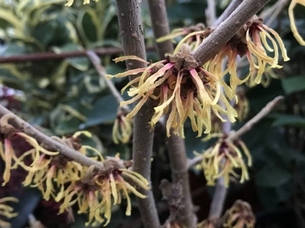 Hamamelis x intermedia 'Luna'-0