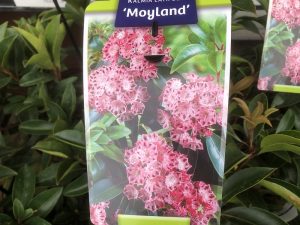Kalmia latifolia 'Moyland'-0