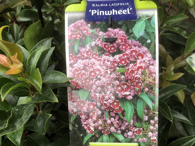 Kalmia latifolia 'Pinwheel'-19244