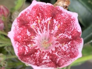 Kalmia latifolia 'Pinwheel'-0