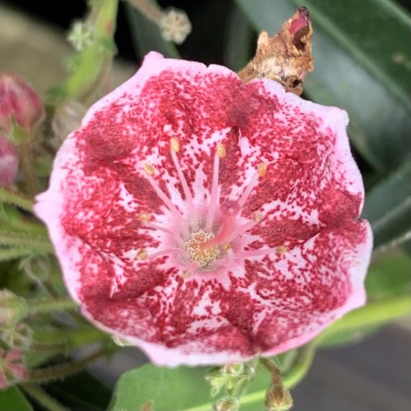 Kalmia latifolia 'Pinwheel'-0