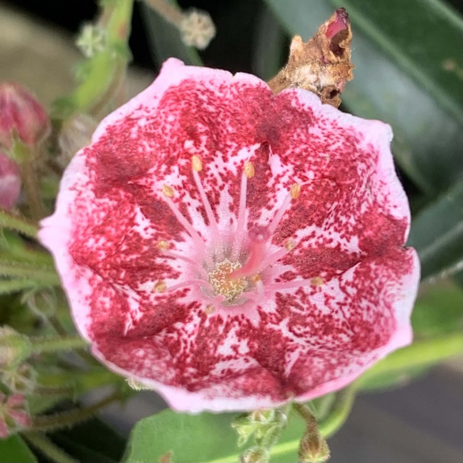 Kalmia latifolia 'Pinwheel'-0