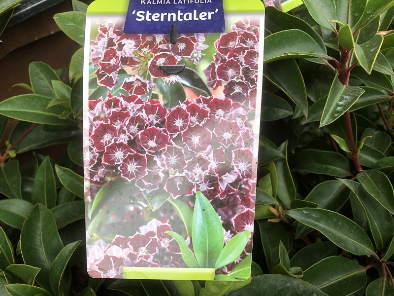 Kalmia latifolia 'Sterntaler'-0