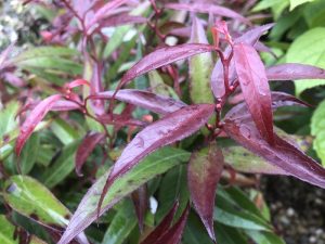 Leucothoe keiskei 'Burning Love'-0