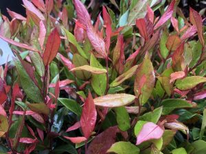 Leucothoe 'Little Flames'-0