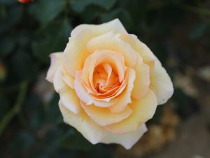 Rosa 'Liverpool Hope'-0