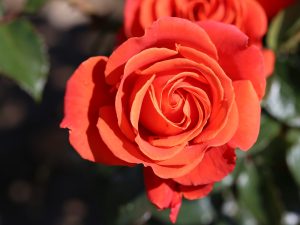 Rosa floribunda 'One Love' (Fryyulo)-0