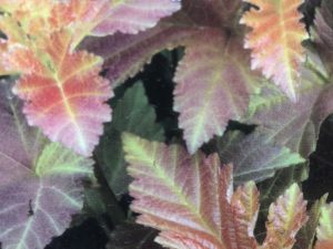 Physocarpus opulifolius 'Amber Jubilee'-0