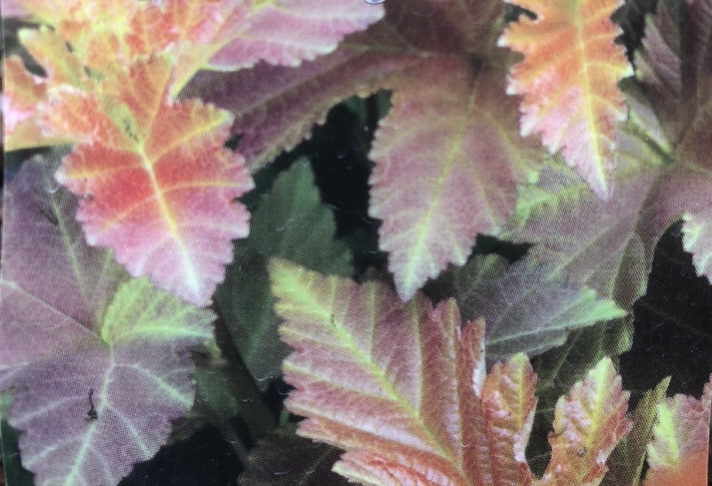 Physocarpus opulifolius 'Amber Jubilee'-0