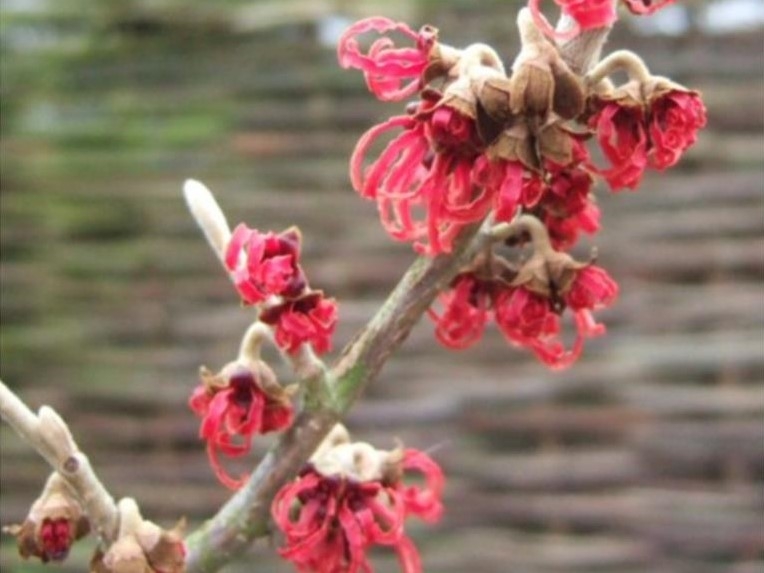 Hamamelis x intermedia 'Rubin' 10 Litre-0