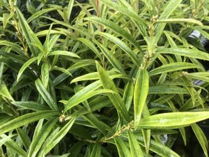 Sarcococca ruscifolia 'Saligna'-0