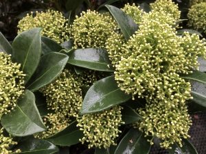 Skimmia japonica 'White Dwarf'-0