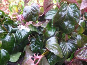 Viburnum 'Shiny Dancer'-0