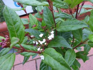 Viburnum tinus 'Ladybird'-0