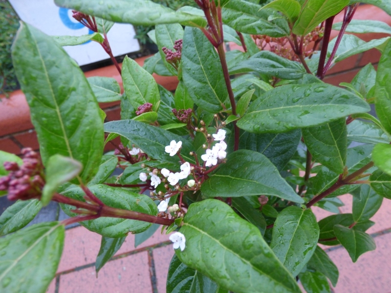 Viburnum tinus 'Ladybird'-0