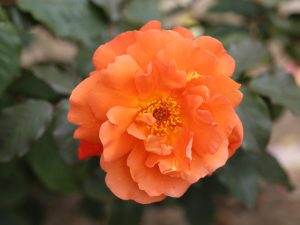 Rosa 'Westerland'-0