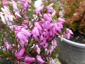 Erica carnea 'March Seedling' (1 litre pot)-0