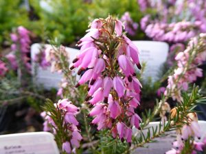 Erica carnea 'Porter's Red' (9cm pot)-0