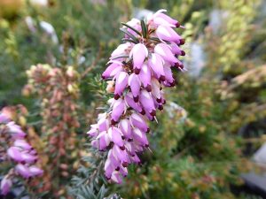 Erica carnea 'Winter Beauty' (9cm pot)-0