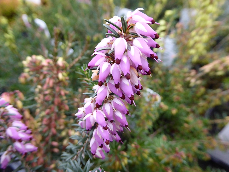 Erica carnea 'Winter Beauty' (9cm pot)-0