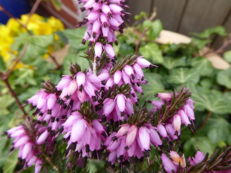 Erica x darleyensis 'Furzey' (9cm pot)-19419