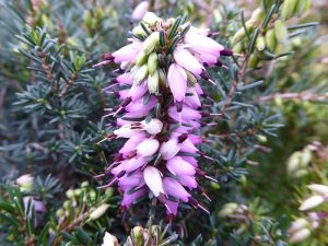 Erica x darleyensis 'Furzey' (9cm pot)-0