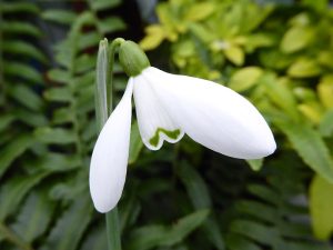 Galanthus 'Castlegar'-0