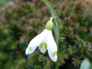 Galanthus woronowii 'Cider With Rosie'-0