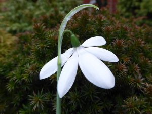 Galanthus elwesii 'Don Armstrong'-0