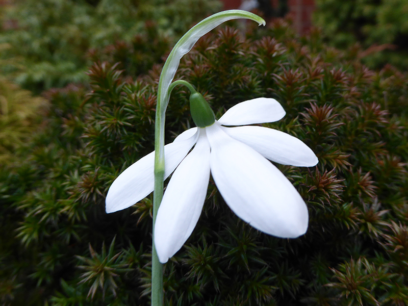 Galanthus elwesii 'Don Armstrong'-0